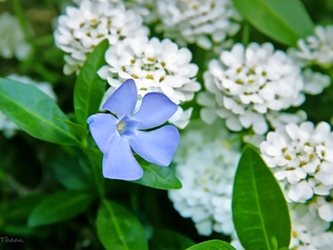 Colourfull Flowers, myrtle, blue