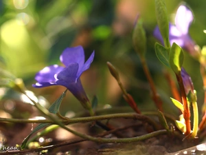 Colourfull Flowers, myrtle, blue