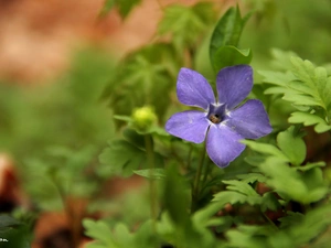 Colourfull Flowers, myrtle, blue