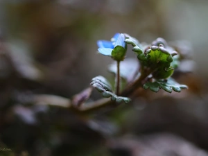 Colourfull Flowers, speedwell, blue