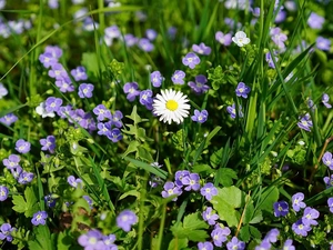 Flowers, speedwell, daisy, Blue
