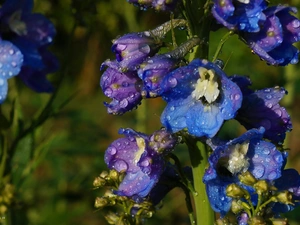 Flowers, larkspur, drops, Blue