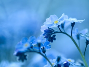 Blue, Forget, Flowers