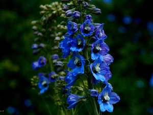 Flowers, garden, Blue, larkspur