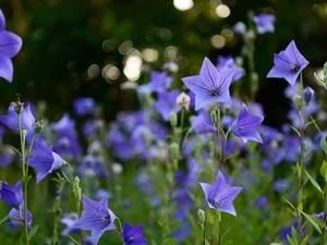 ringtones, Platycodon grandiflorus, Blue, leaves, Flowers