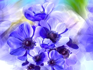 Flowers, Anemones, graphics, Blue