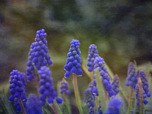 Flowers, Muscari, graphics, Blue