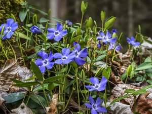 Flowers, myrtle, Leaf, Blue