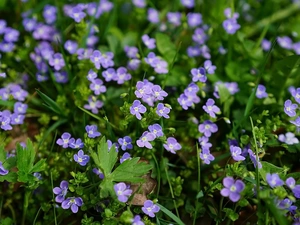 Flowers, speedwell, Leaf, Blue