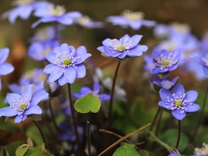 Blue, Liverworts, Flowers