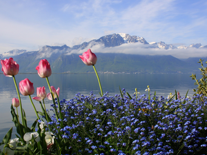 Blue, Flowers, lake, Tulips, Mountains