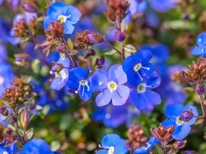 flowers, Spring, speedwell, Blue