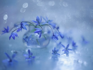 Flowers, Siberian squill, Blue