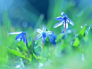 Flowers, Siberian squill, Blue