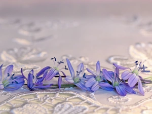Flowers, Siberian squill, Blue