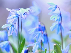 Flowers, Siberian squill, Blue