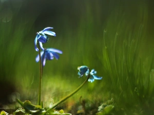 Flowers, Siberian squill, Blue
