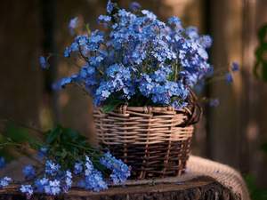 Forget, Flowers, basket, Blue