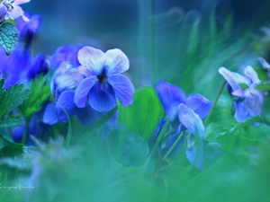 Flowers, fragrant violets, Blue