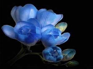 Blue, freesia