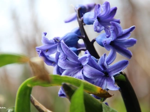 hyacinth, blue