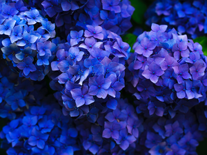 Blue, hydrangeas