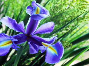 iris, Colourfull Flowers, blue