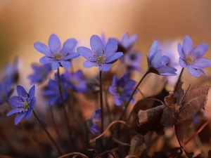 Liverworts, Flowers, cluster, Blue