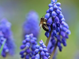 Muscari, Flowers, bee, Blue