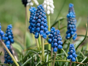 Blue, Flowers, Muscari