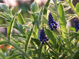 Muscari, Flowers, Leaf, Blue