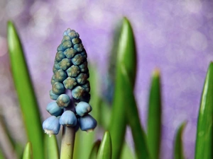 blue, Muscari