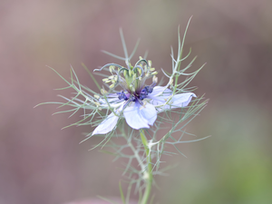 Nigella, Colourfull Flowers, Blue