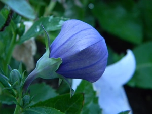 bud, Platycodon grandiflorus, blue