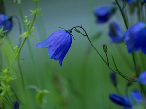 Blue, Flowers, ringtones