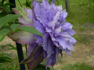 blue, Dubeltowy, traveller