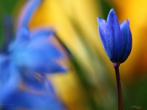 Colourfull Flowers, Siberian squill, blue