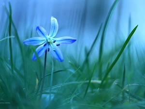 Colourfull Flowers, Siberian squill, blue