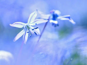 Colourfull Flowers, Siberian squill, blue