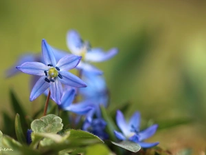 Flowers, Siberian squill, Blue