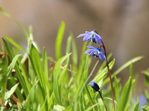 Flowers, Siberian squill, Blue