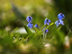 Flowers, Siberian squill, Blue