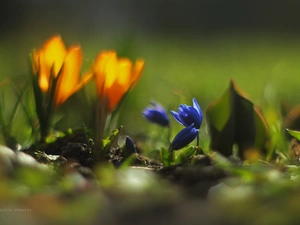 Flowers, Siberian squill, Blue