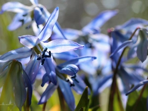 Flowers, Siberian squill, Blue