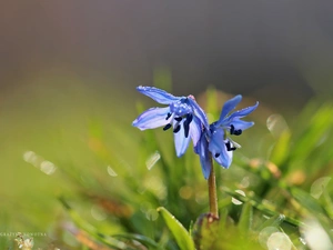 Flowers, Siberian squill, Blue