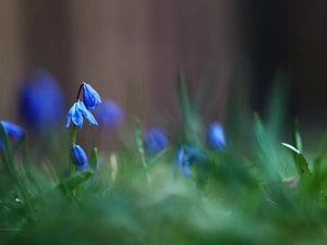 Flowers, Siberian squill, Blue