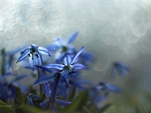 Flowers, Siberian squill, Blue