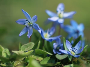 Flowers, Siberian squill, Blue