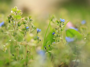 speedwell, Flowers, rapprochement, Blue