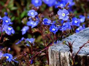 speedwell, flowers, trunk, Blue